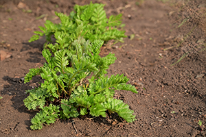 گروه GET ایران - 2418